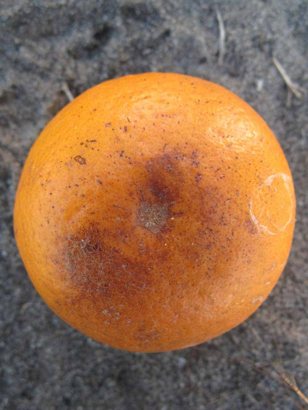              Fruit (Winter Haven, FL)       